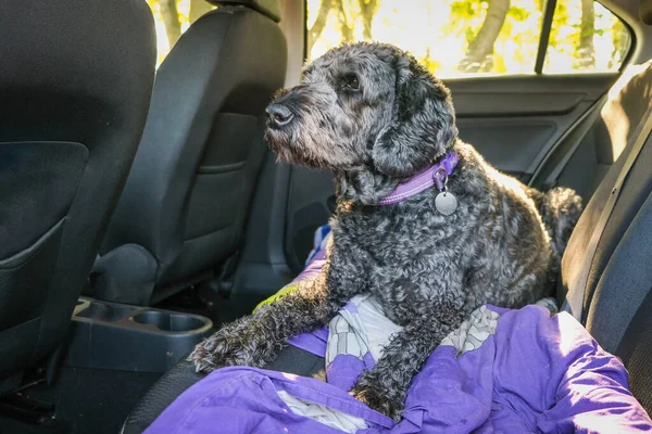 Černá Labradoodle Ležící Psí Posteli Zadní Části Auta — Stock fotografie