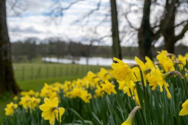 Ağaçlı nergislerin yakın görüntüsü, bir göl ve arka planda bir tarla..