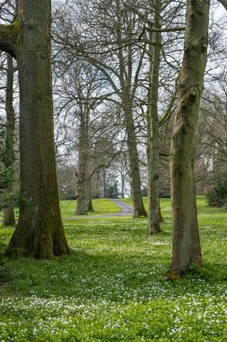 Ağaçların arasından güzel bir manzara, yabani çiçeklerle dolu bir ormanlık alanda, ve uzakta kıvrımlı bir yol görünüyor..