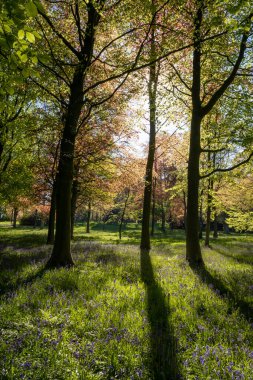 Uzun ağaçlarla dolu güzel bir orman. Güneşli bir akşamda zemin boyunca çan çiçekleriyle dolu uzun gölgeler yaratıyor..