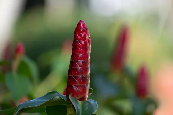 Çivili Ginger (