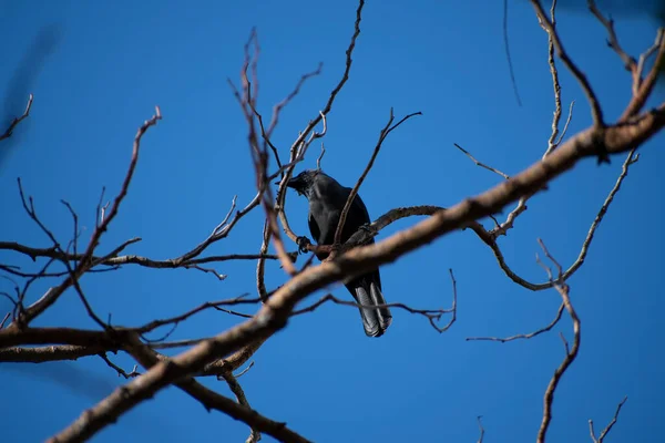 Jeune Corbeau Assis Sur Une Branche Sur Fond Bleu — Photo