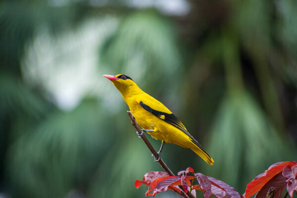 Ориола с черным соком, Ориола с черным соком является птицей семейства Ориоле и встречается во многих частях Азии..