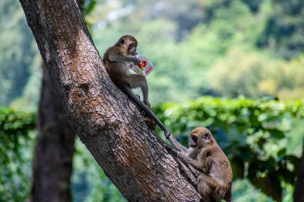 Monkey on the tree ,Monkey Climbing Tree