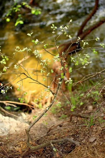 Frühlingsprosse Eines Baumes Auf Einer Klippe — Stockfoto
