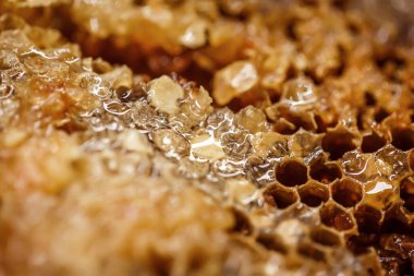 Bal peteğinde arıların taze taze balı 