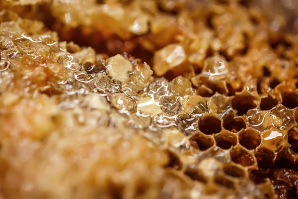ハニーコームの中の野生のミツバチの生の新鮮な蜂蜜を閉じる — ストック写真