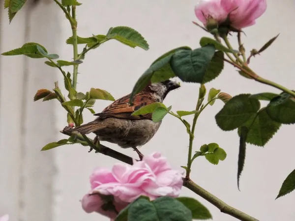 Sparrow Rose Branch — Stock Photo, Image