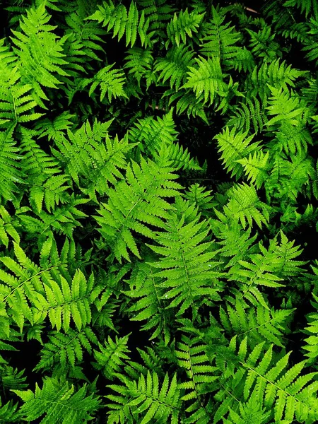 Fern Thickets Fir Forest — Stock Photo, Image