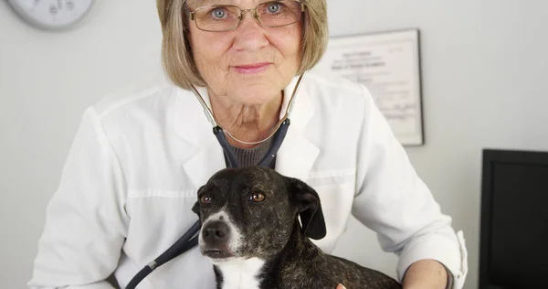 Closeup of happy Professional veterinarian doctor examining dog with stethoscope