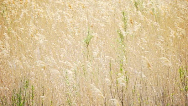 Utomhusscen Med Högt Gyllene Gräs Som Blåser Vinden — Stockfoto