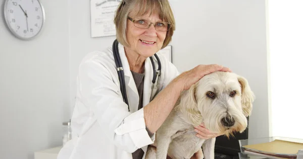 Female vet doctor petting adorable terrier dog