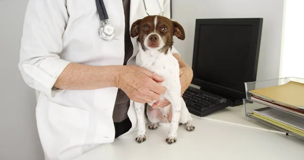 Veterinär Läkare Undersöker Hunden — Stockfoto