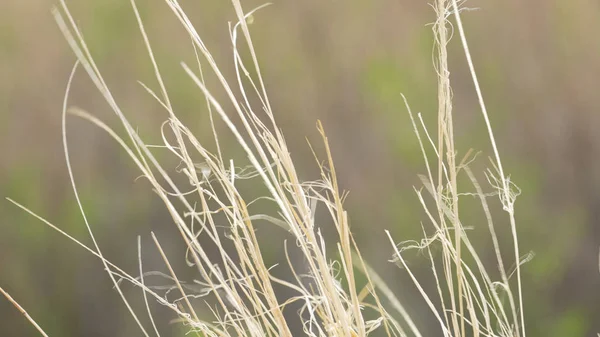 Primo Piano Alta Erba Dorata Che Soffia Nel Vento — Foto Stock