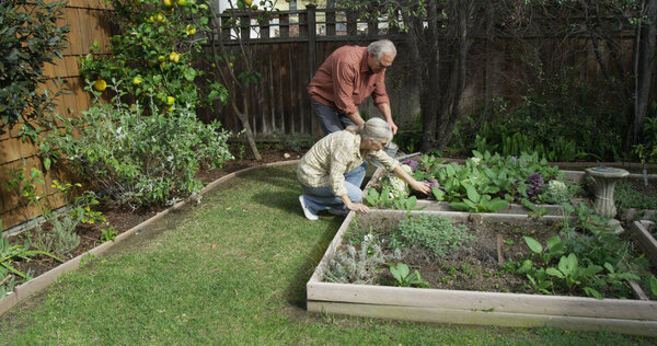 Seniors gardening together in backyard at home
