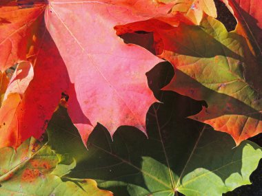           Sonbahar rengarenk doğası Ekim