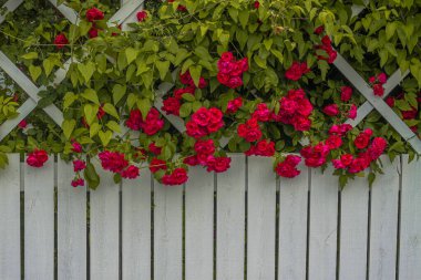 Bahçedeki kırmızı güller