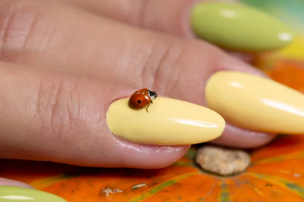 Ladybug sits on a yellow nails after nail Polish Close up