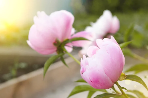 Bahçede çiçek açan pembe şakayıklar. Şakayık çalı tomurcuğu. Aşırı ışığa maruz kalan pembe çiçekler. Güzel pembe bir şakayık çiçeği doğal gün ışığında fotoğraflandı.