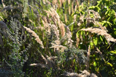 Ormanda yabani buğday