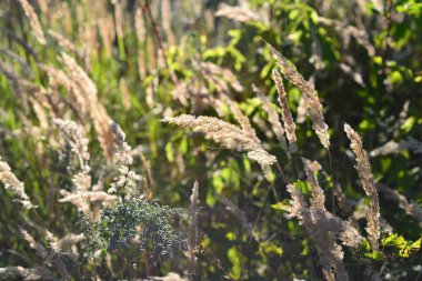 Ormanda yabani buğday