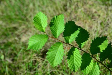 Yaz güneşinde yeşil yapraklar