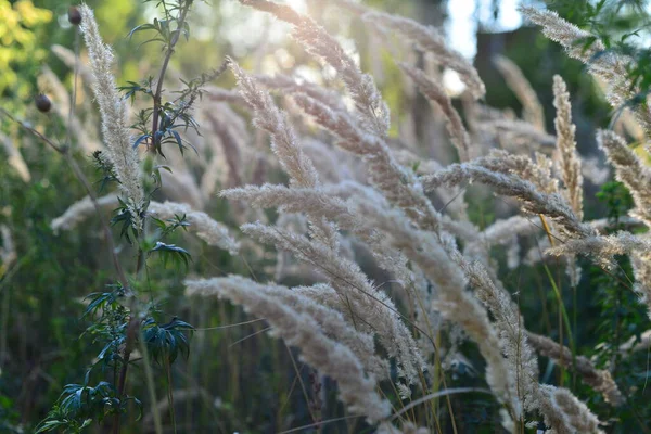 Дикая Пшеница Лесу — стоковое фото