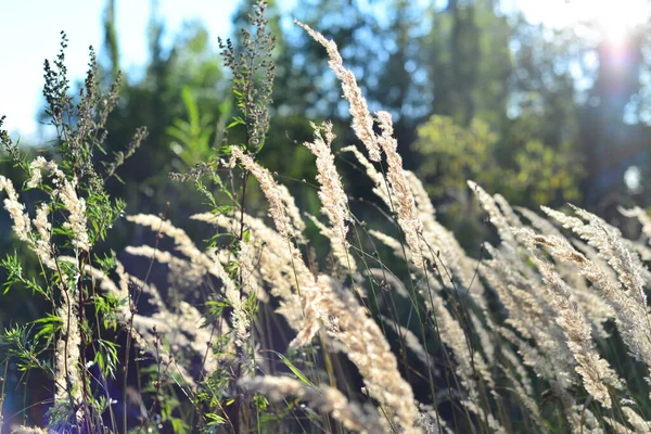 Wild Wheat Forest — Stock Photo, Image