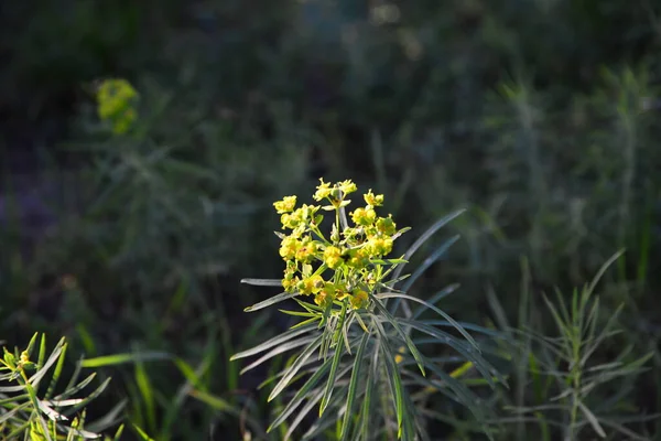 Жовті Квіти Ростуть Саду Села — стокове фото