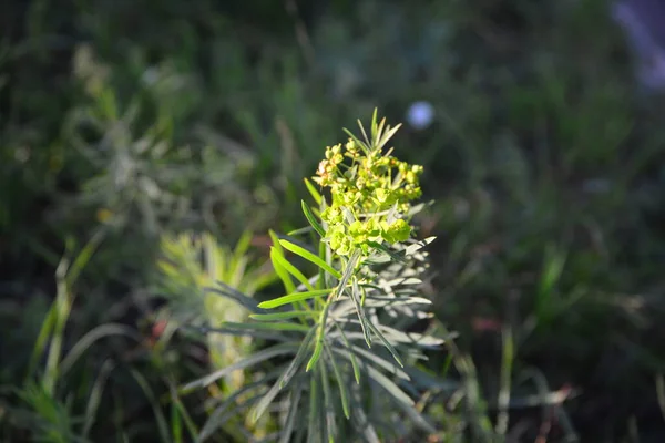 村里的花园里长着黄色的花 — 图库照片