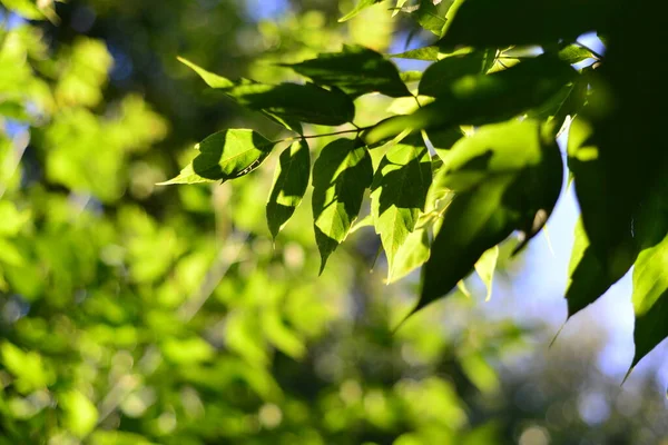 Green Leaves Summer Sun — Stock Photo, Image