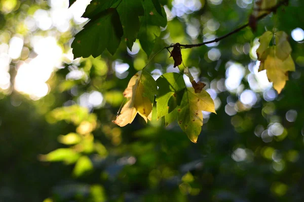 Green Leaves Summer Sun — Stock Photo, Image
