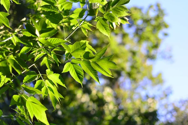 Green Leaves Summer Sun — Stock Photo, Image