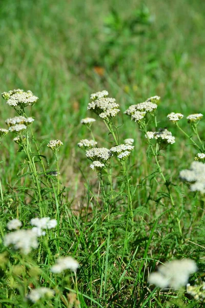 Fehér Virágok Nyári Kertben — Stock Fotó
