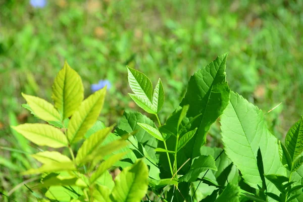 Green Leaves Summer Sun — Stock Photo, Image