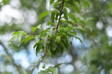 Yaz güneşinde yeşil yapraklar