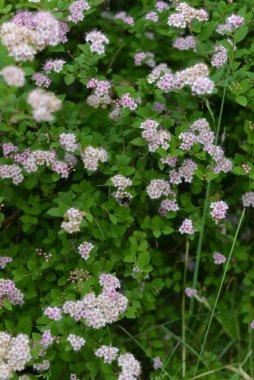 Yaz bahçesinde beyaz çiçekler