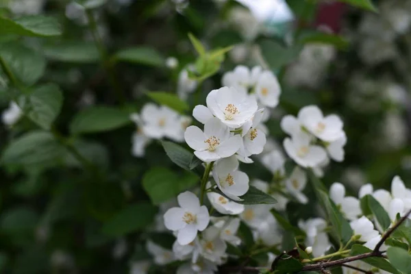 Vita Blommor Sommarträdgården — Stockfoto