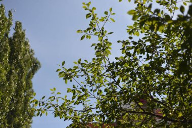 Ağaçtaki yeşil yapraklar