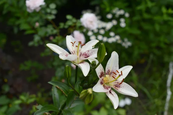 Fleurs Blanches Dans Jardin Été — Photo