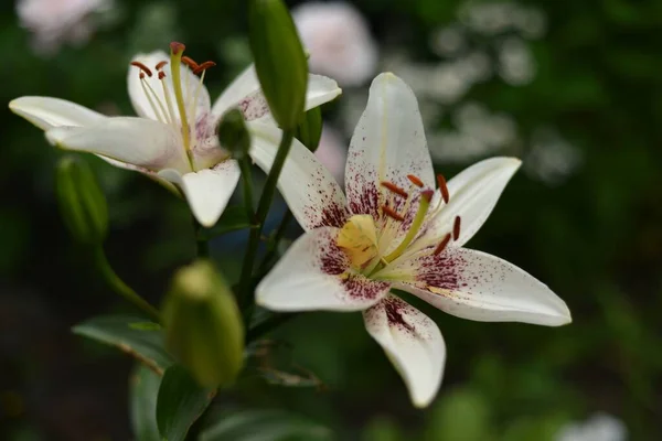 Білі Квіти Літньому Саду — стокове фото