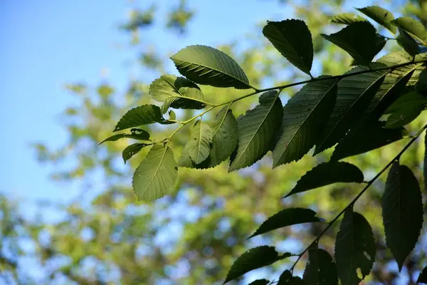 Green Leaves Trees Garden — Stock Photo, Image