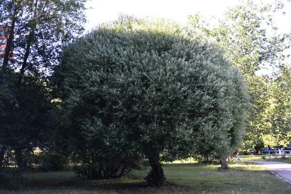 Trädblad Skolans Trädgård — Stockfoto