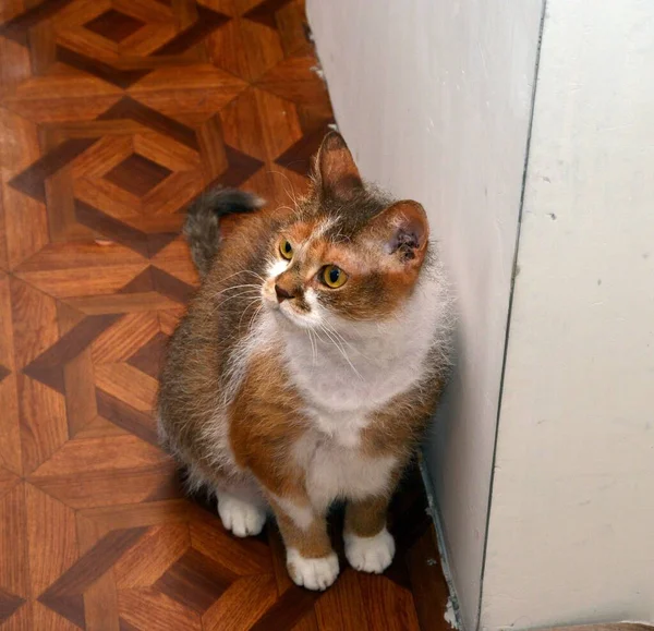 고양이가 일반적으로 어떻게 생각하는지를 생각하는 스핑크스 고양이 — 스톡 사진