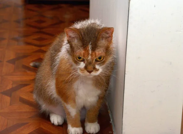 Γάτα Σφίγγα Σκέφτεται Σκέφτονται Συνήθως Γάτες — Φωτογραφία Αρχείου