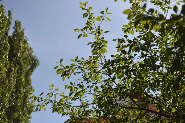 Ağaçtaki yeşil yapraklar