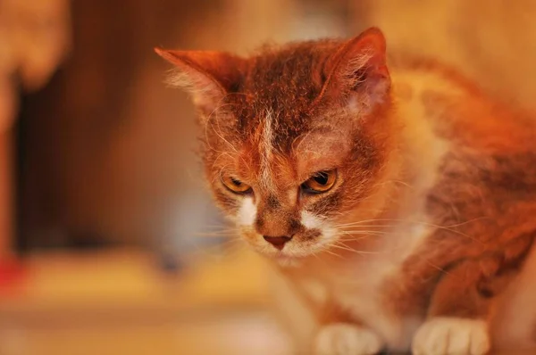 Formidable Don Esfinge Mirando Con Una Amenaza —  Fotos de Stock