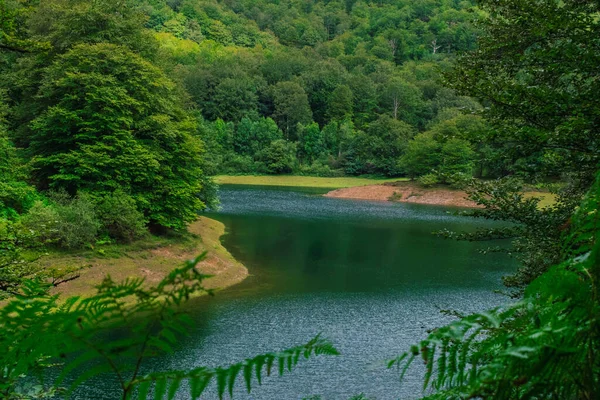 Bulutlu bir günde rezervuarlı bir orman