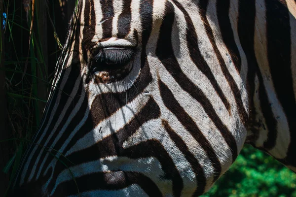 Zebra portresi doğal bir parkta