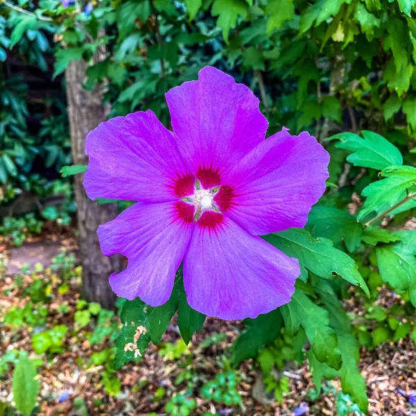 Bahçede güzel pembe bir çiçek